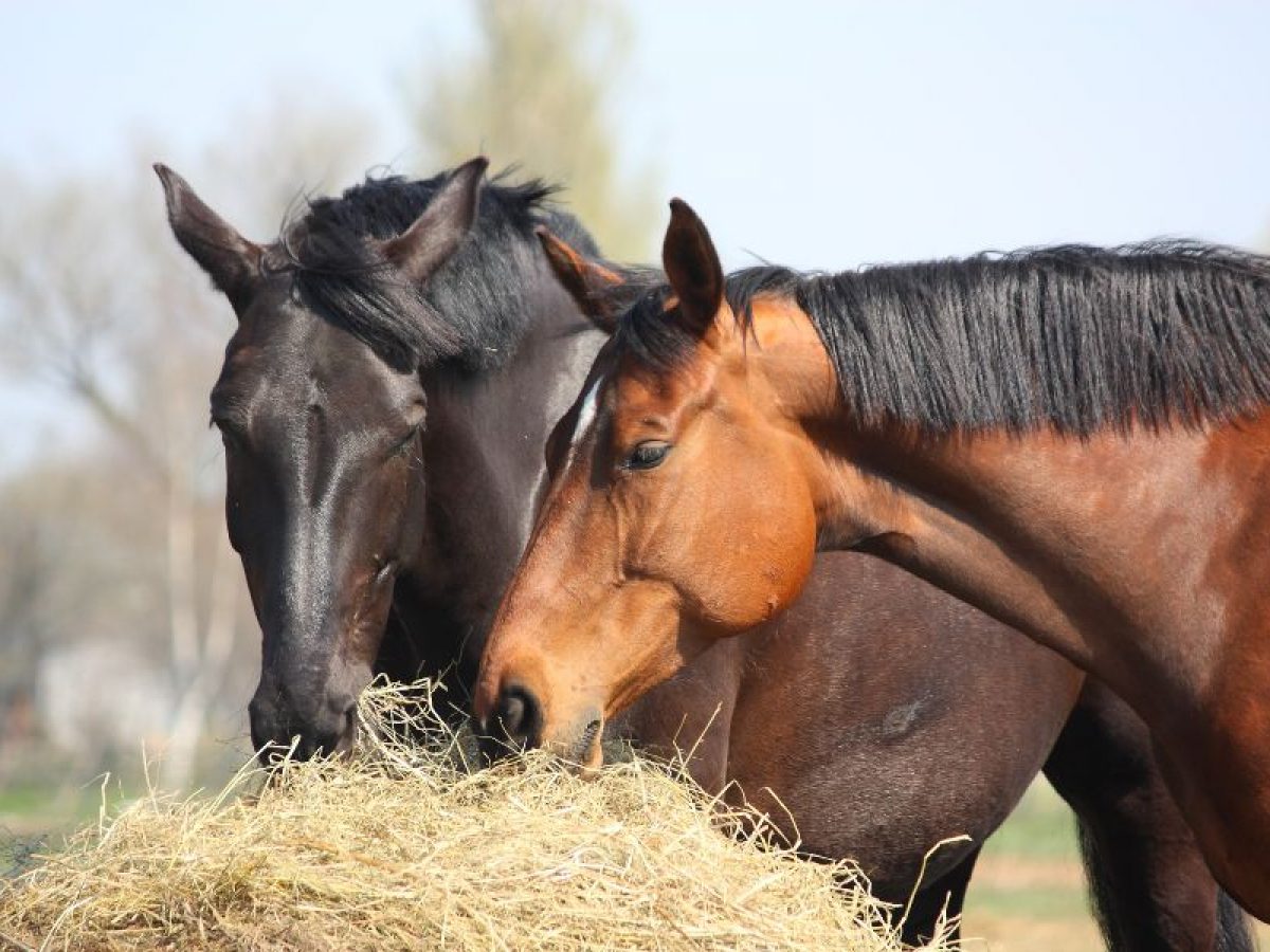 Caballos comiendo en pasto