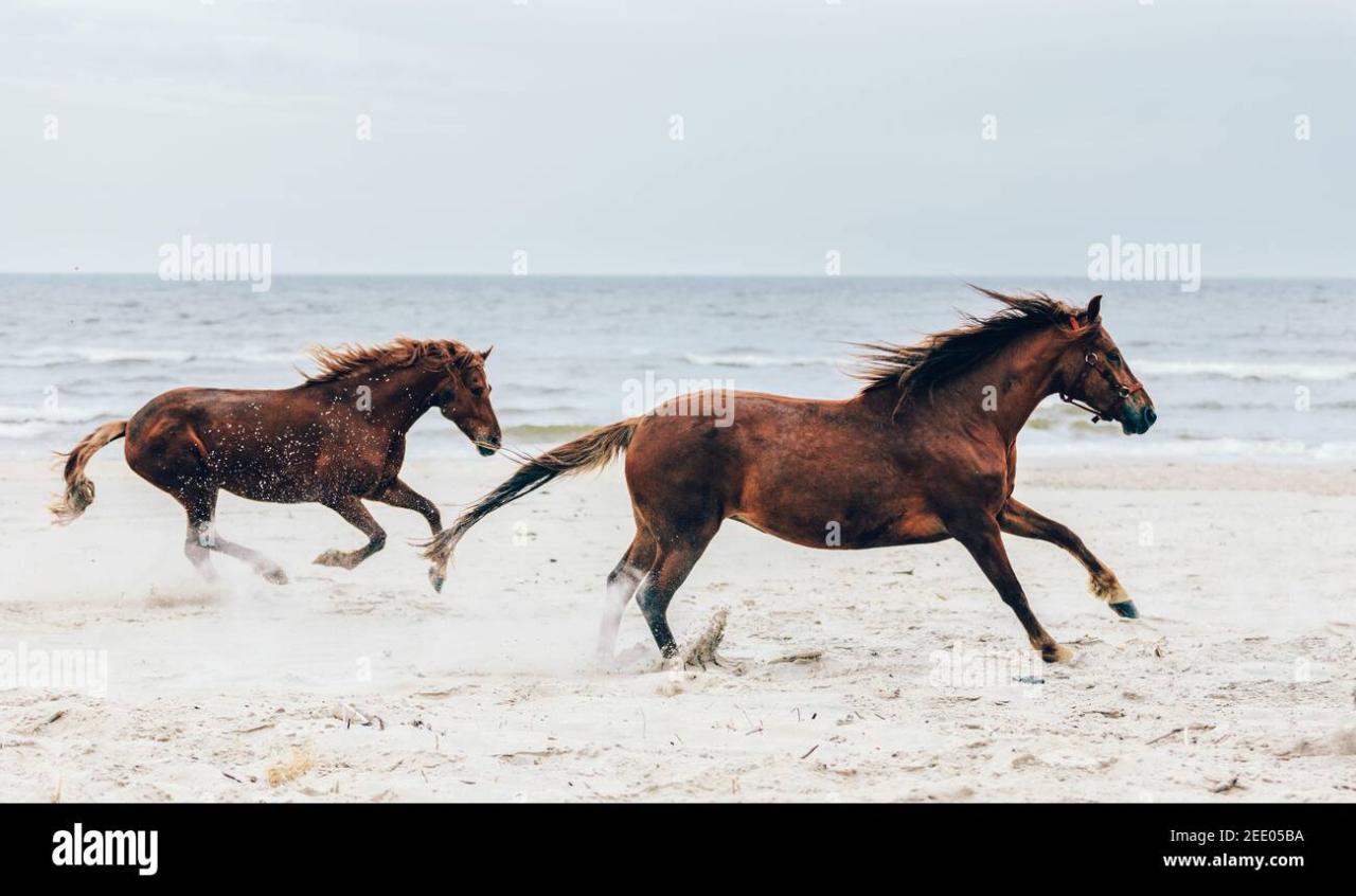 Caballos corriendo a toda velocidad
