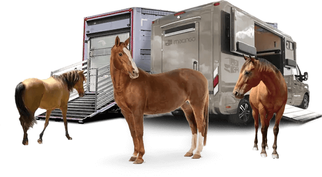 Empresas de transporte de caballos