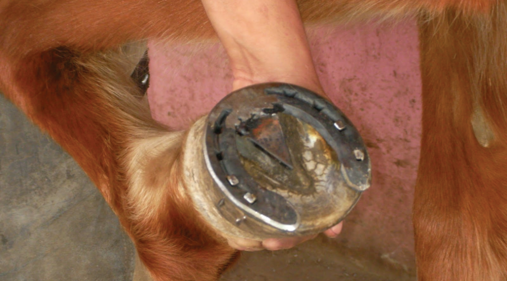 Beneficios y cuidados de poner herraduras a los caballos