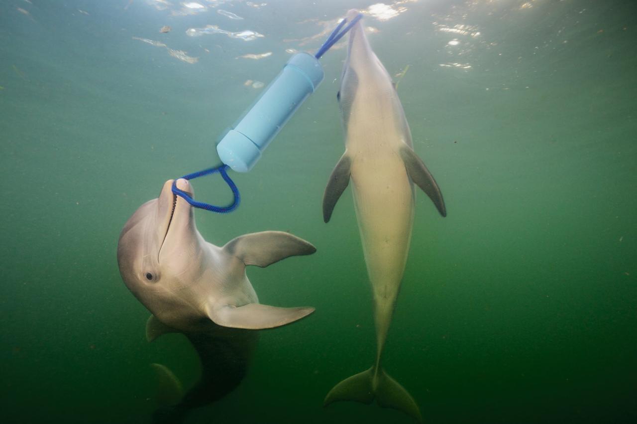 Delfines resolviendo problemas