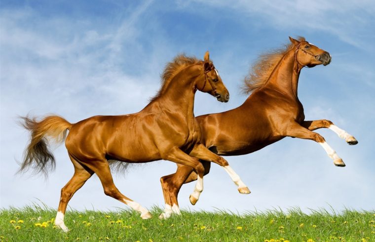 caballo saludable y equilibrado