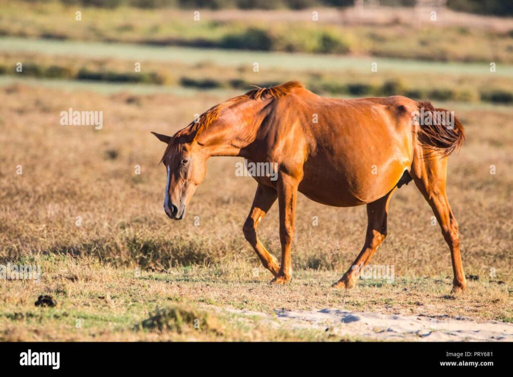 Duración del embarazo de un caballo: todo lo que debes saber