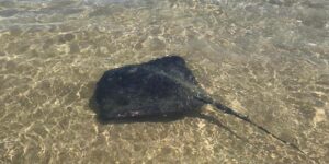 Rayas venenosas en la playa