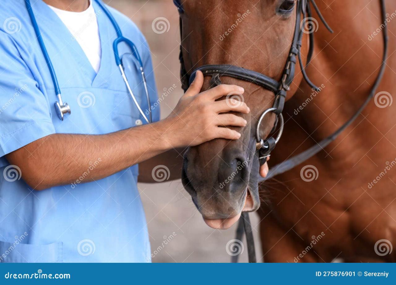 Veterinario examinando al caballo