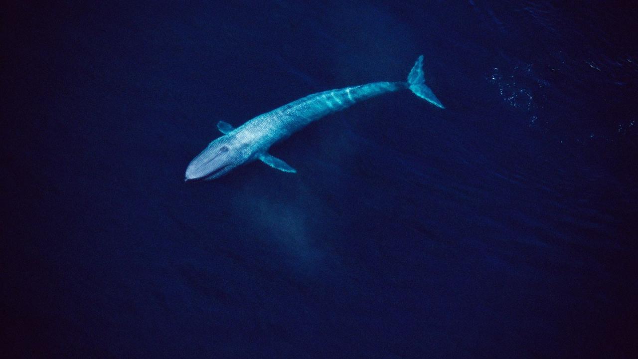 Ballena azul gigante